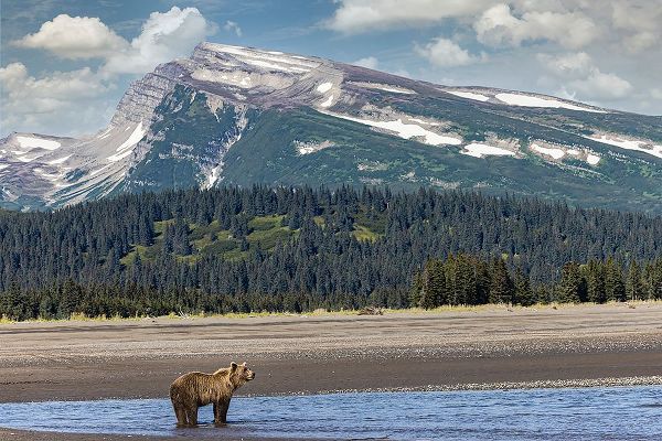 Jones, Adam 아티스트의 Grizzly bear in landscape with mountain-Lake Clark National Park and Preserve-Alaska작품입니다.